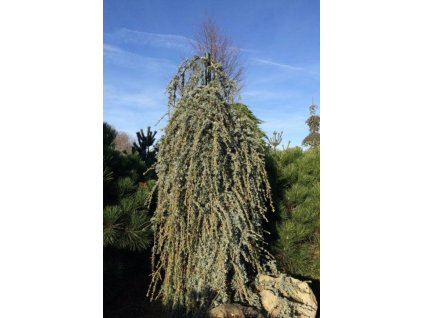 Cedrus libani Bue Fountain