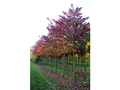 cercis canadensis forest pansy
