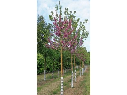 Cercis siliquastrum