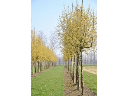 Cornus mas Jolico1