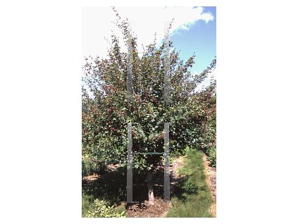 Acer campestre Royal Ruby strom