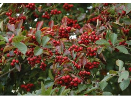 Sorbus succulenta Jubilee2