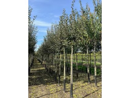 Cydonia oblonga Leskovacka1