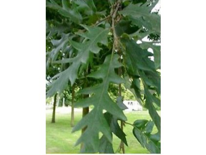 Fagus sylv Asplenifolia