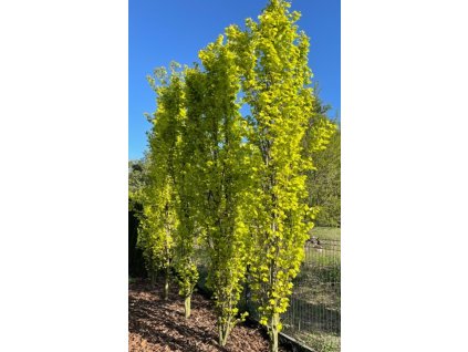 Fagus sylvatica Dawyck Gold