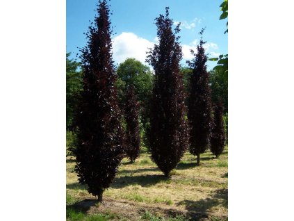 Fagus sylv Dawyck Purple