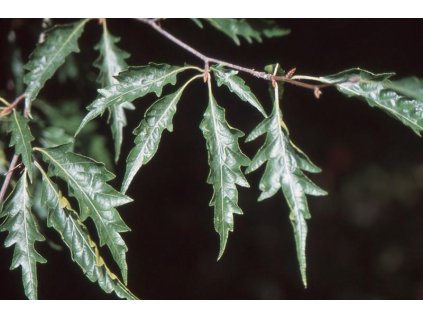 Fagus sylv Laciniata1