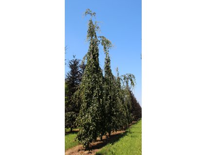 fagus sylvatica pendula