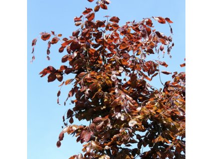 Fagus sylvatica Swat Magret2