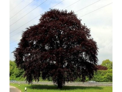 Fagus sylv Swat Magret1