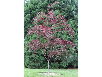 Fagus sylv Tricolor