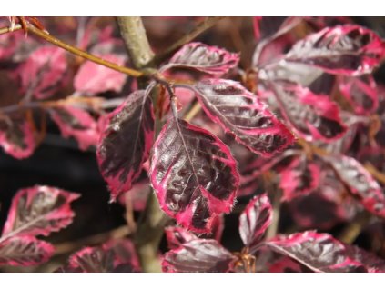 Fagus sylv Tricolor2