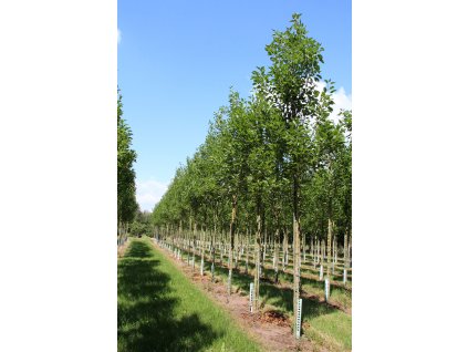fraxinus excelsior diversifolia