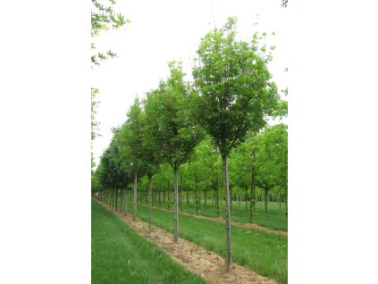 fraxinus ornus obelisk