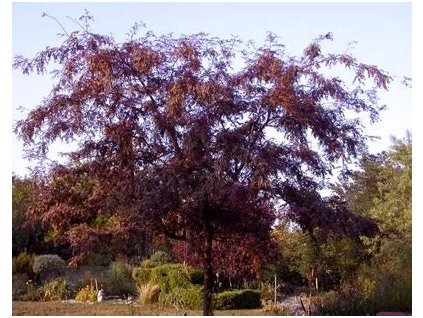 Gleditsia Rubylace1