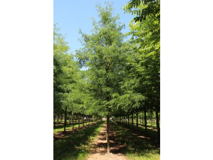 gleditsia triacanthos skyline