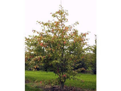 Acer capillipes vícekmen