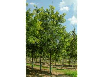 gleditsia triacanthos