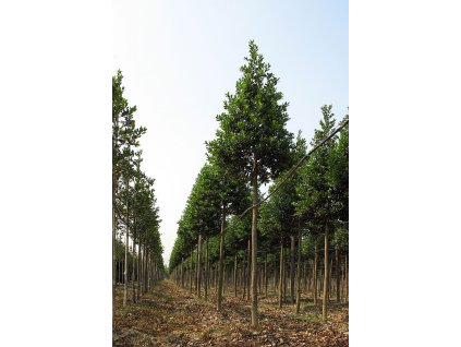 ilex nellie r stevens