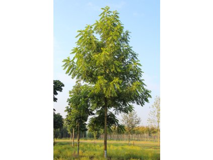 juglans nigra