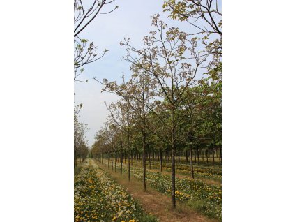 juglans regia broadview