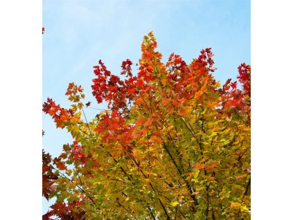 acer x freemanii celzam2