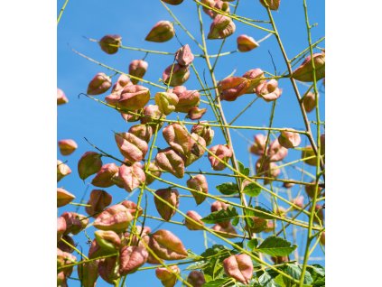 koelreuteria paniculata2