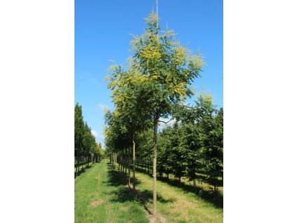 koelreuteria paniculata