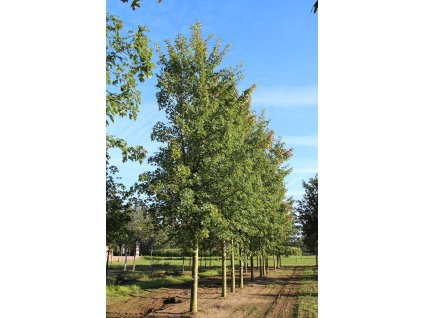 acer x freemanii elegant