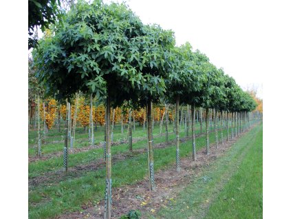 liquidambar styraciflua gum ball