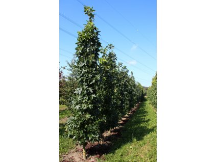 liquidambar styraciflua slender silhouette