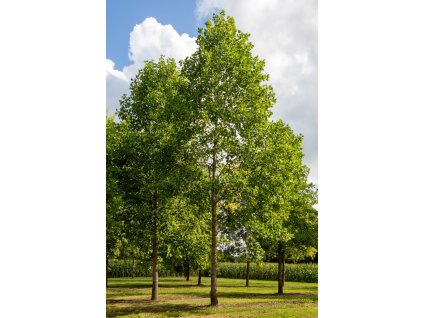 liriodendron tulipifera