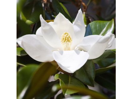 magnolia grandiflora