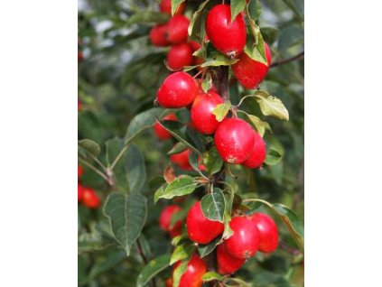 Malus 'John Downie'2