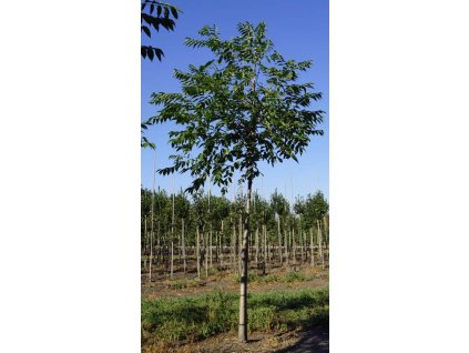 Phellodendron amurense