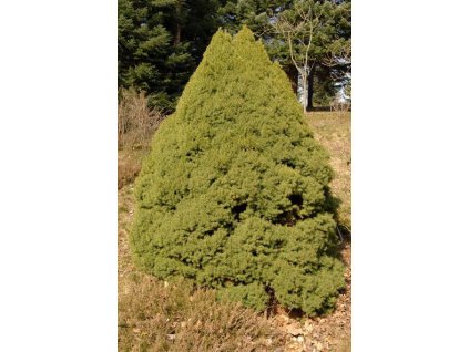 Picea glauca Conica