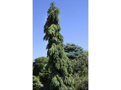Picea omorika Pendula