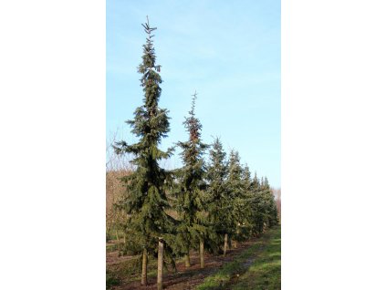 Picea omorika