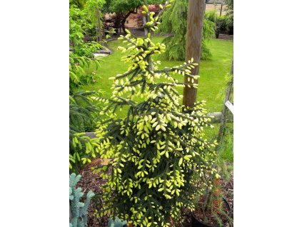 Picea orientalis Aureospicata