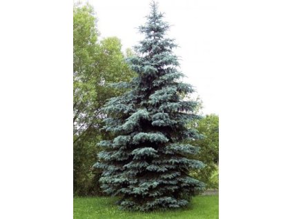 Picea pungens glauca