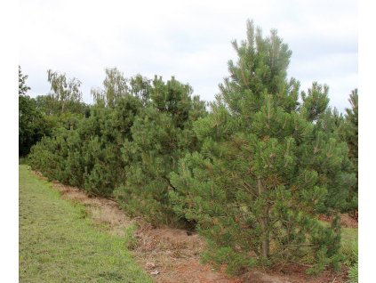 Pinus mugo