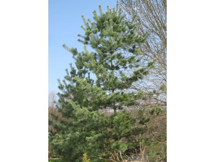 Pinus parv. Tempelhof