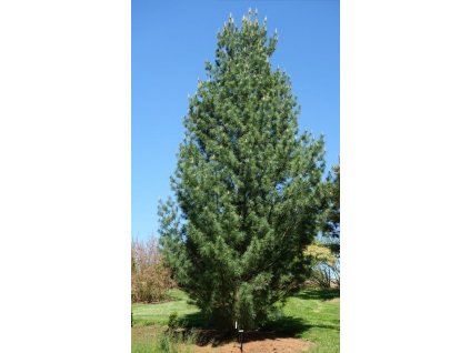 Pinus strobus Fastigiata