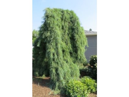 Pinus strobus Pendula