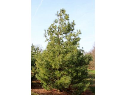 Pinus wallichiana