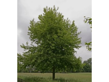 Platanus orientalis digitata