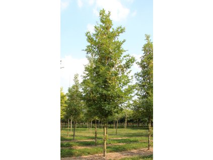 platanus orientalis minaret