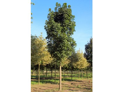 acer platanoides columnare