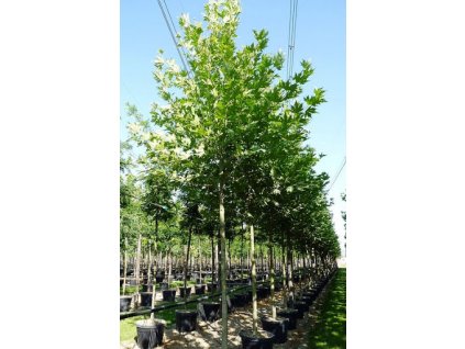 Platanus orientalis