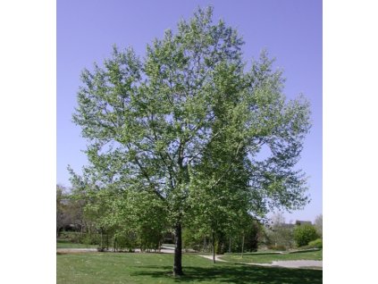 Populus alba Nivea